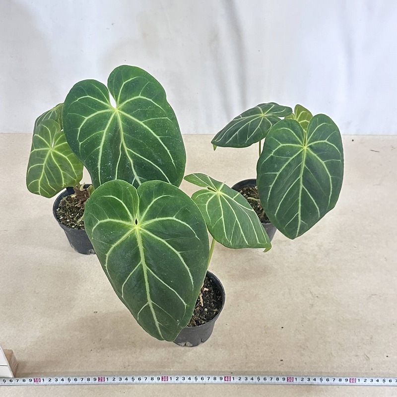 アンスリウム マグニフィカム 4号硬質ポット(個体おまかせ1鉢)｜芳樹園