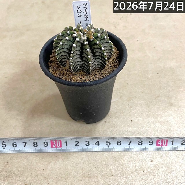 ASギムノカリキウム　ミハノビッチ　ID：Vitamin.Cサボテン 個体A】ギムノカリキウム ミハノビッチ VOS 1241 2.5号鉢(現品