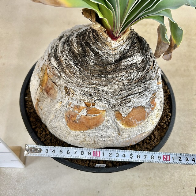 ブーファン ハエマントイデス 9号セラアート鉢(現品)｜芳樹園