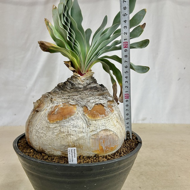 ブーファン ハエマントイデス 9号セラアート鉢(現品)｜芳樹園