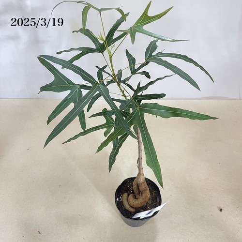 ブラキキトン ポプルネウス(ボトルツリー品種不明) タイプC 4号ロング
