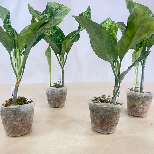 アグラオネマ ピクタム トリコロール(wide) 2.5号透明ポット