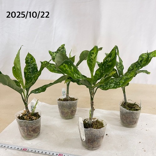 アグラオネマ ピクタム トリコロール(wide) 2.5号透明ポット(個体