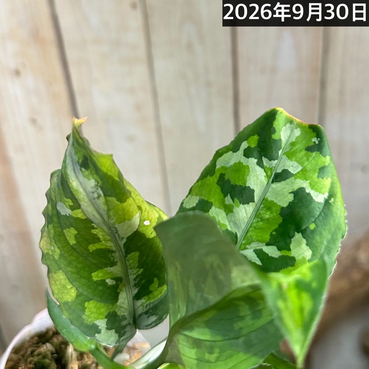 アグラオネマ ピクタム トリカラーワイド(広葉フォーム) 2.5号透明