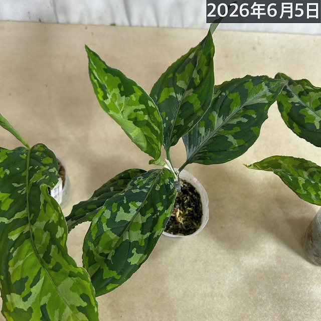 アグラオネマ ピクタム トリカラーワイド(広葉フォーム) 2.5号透明