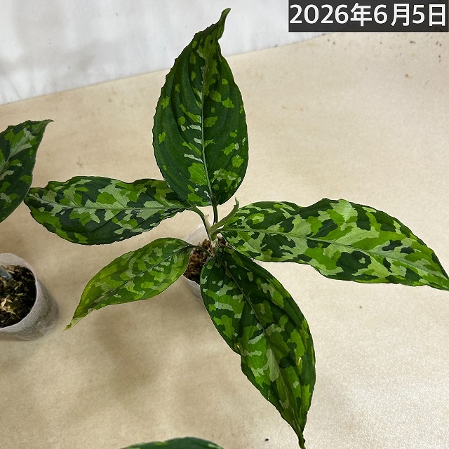 アグラオネマ ピクタム トリカラーワイド(広葉フォーム) 2.5号透明