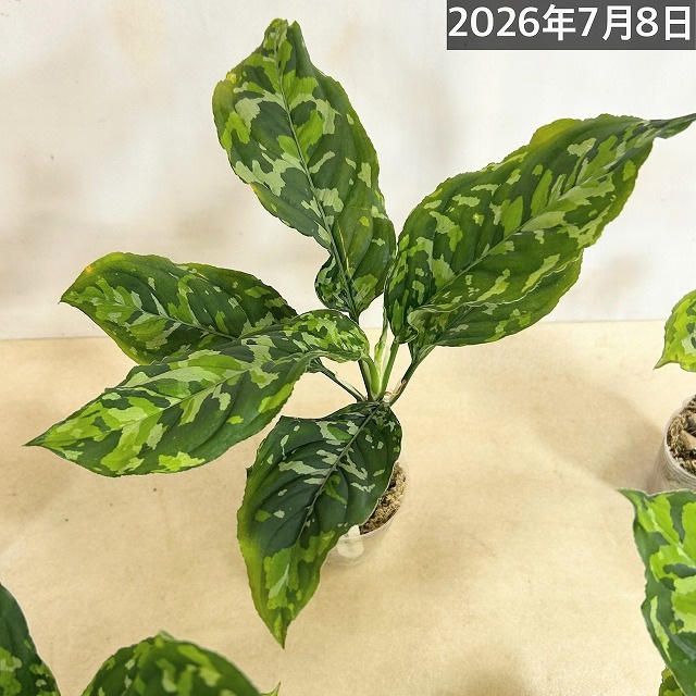 アグラオネマ ピクタム トリカラーワイド(広葉フォーム) 2.5号透明