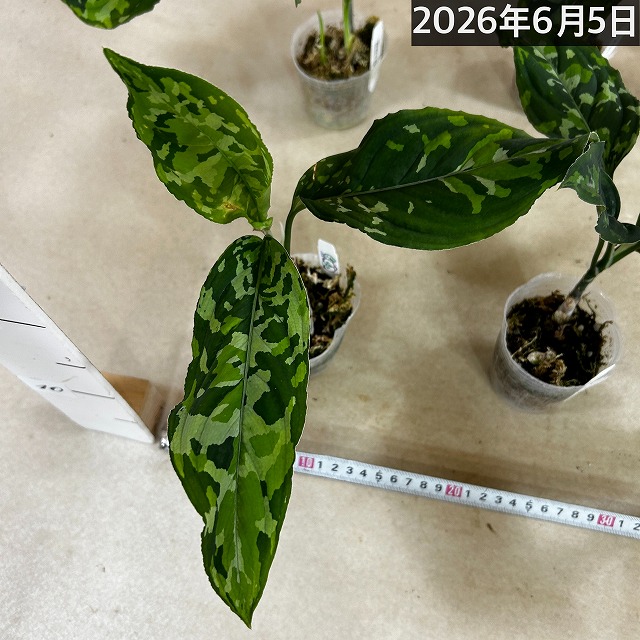 アグラオネマ ピクタム トリカラーワイド(広葉フォーム) 2.5号透明 アグラオネマ ピクタム トリカラーワイド(広葉フォーム) 2.5号透明