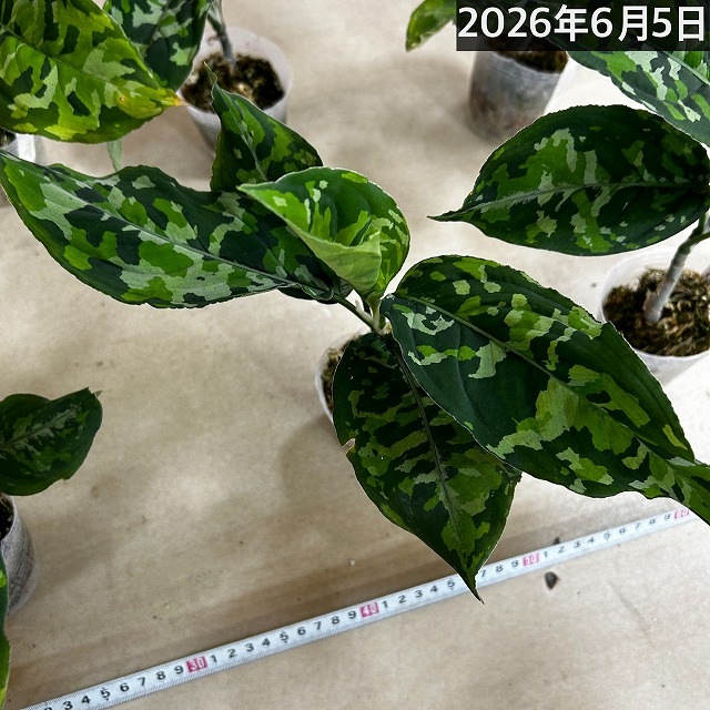 アグラオネマ ピクタム トリカラーワイド(広葉フォーム) 2.5号透明