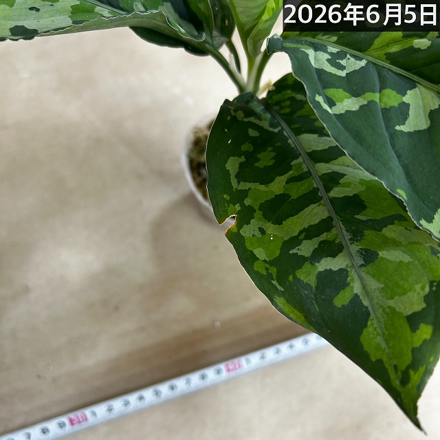 アグラオネマ ピクタム トリカラーワイド(広葉フォーム) 2.5号透明