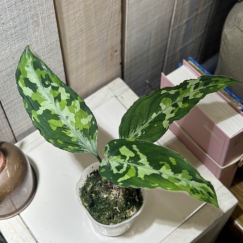 アグラオネマ ピクタム トリコロール(wide) 2.5号透明ポット(個体