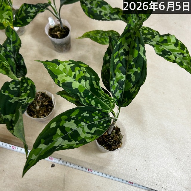 アグラオネマ ピクタム トリカラーワイド(広葉フォーム) 2.5号透明