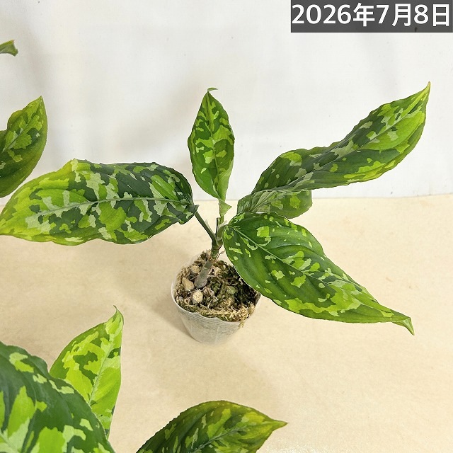 アグラオネマ ピクタム トリカラーワイド(広葉フォーム) 2.5号透明