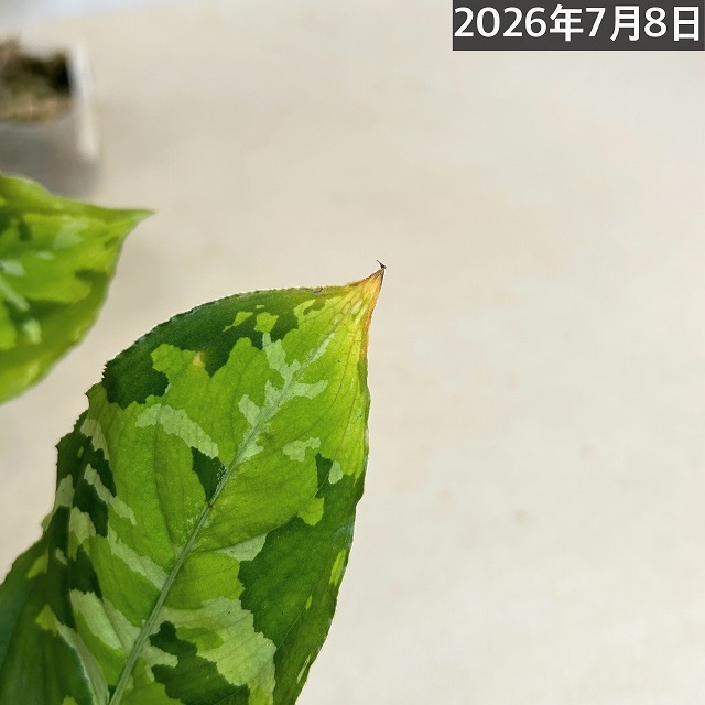 アグラオネマ ピクタム トリカラーワイド(広葉フォーム) 2.5号透明