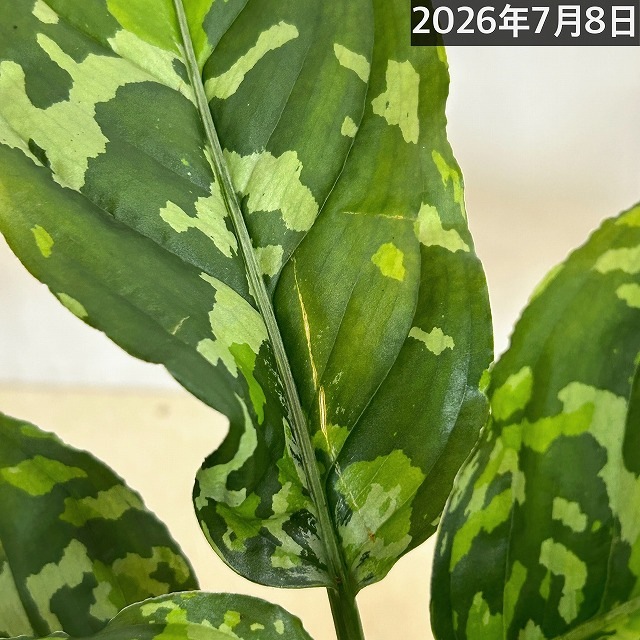アグラオネマ ピクタム トリカラーワイド(広葉フォーム) 2.5号透明