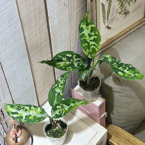 (HL-017-F) アグラオネマ　ピクタム アグラオネマ ピクタム トリカラー 【観葉植物 3号／1個売り