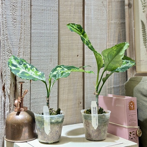 アグラオネマ ピクタム トリコロール (ワイド)本日セール中です。 アグラオネマ ピクタム トリコロール (ワイド)本日セール中です