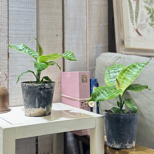 ドラセナ　ゴルディアナ　鉢　レア　希少 ドラセナ ゴルディアナ 鉢 レア 希少