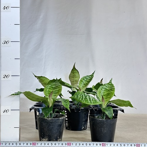 ドラセナ ゴルディアナ 園芸ネット本店｜ドラセナ：ゴルディアーナ 5号鉢植え の通販【公式】