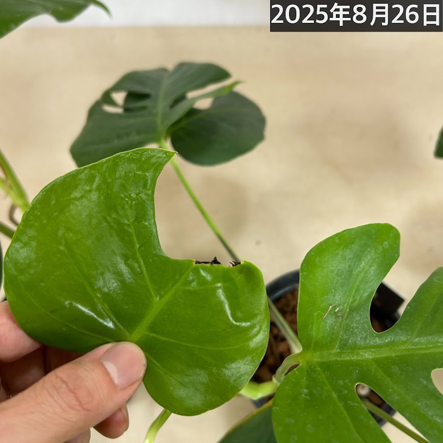 モンステラ シエラナ 5号(個体おまかせ1鉢)｜芳樹園オンライン