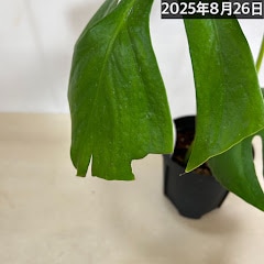 モンステラ シエラナ 5号(個体おまかせ1鉢)｜芳樹園オンラインショップ