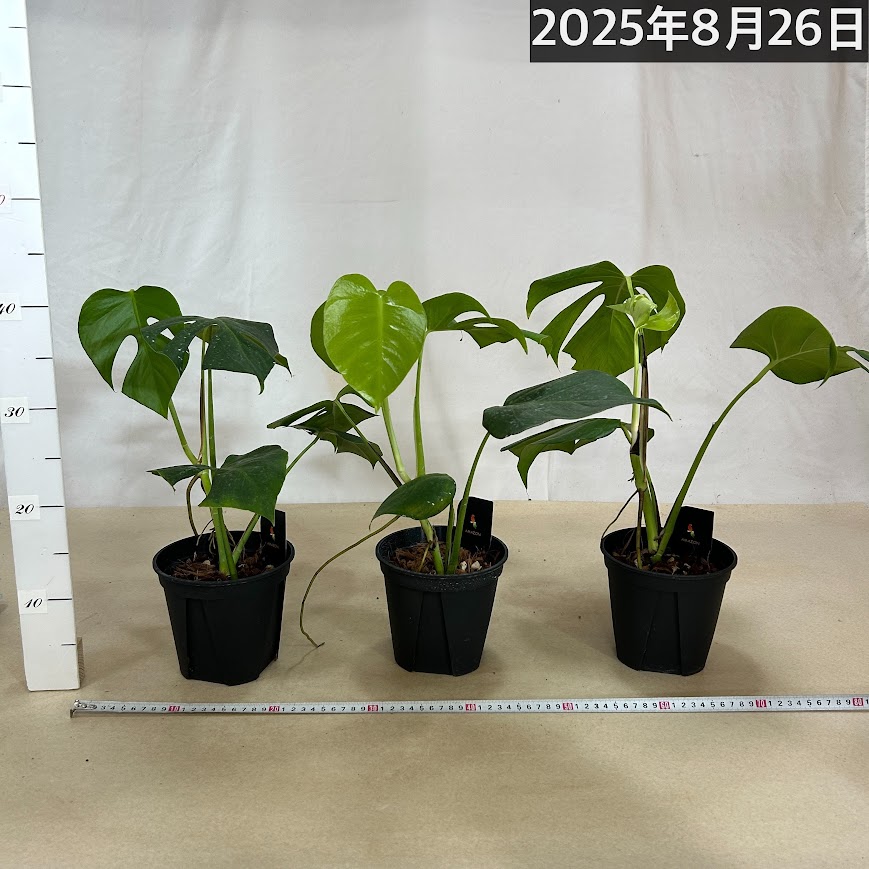 モンステラ 一鉢 斑入りモンステラ 4号 1鉢の通販 | GreenSnap STORE(グリーンスナップ