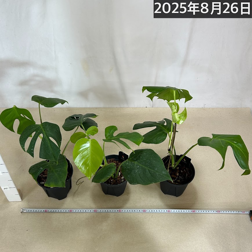 モンステラ　変異個体トップカット　シエラナ風 モンステラ 変異個体トップカット シエラナ風 - メルカリ
