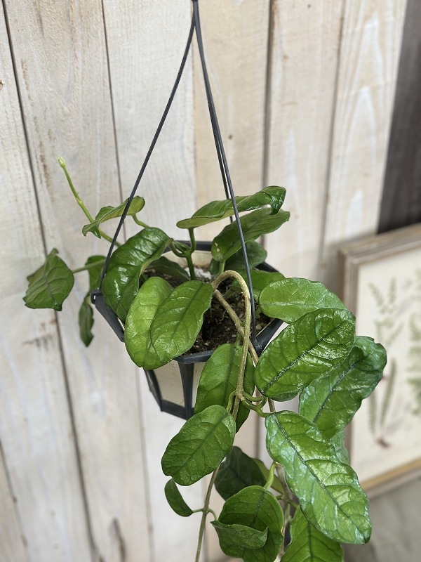 hoya ホヤ グロブローサ 5号 吊り鉢 ホヤ グロブローサ(グロボーサ) 5号ロング吊り鉢(個体おまかせ1鉢