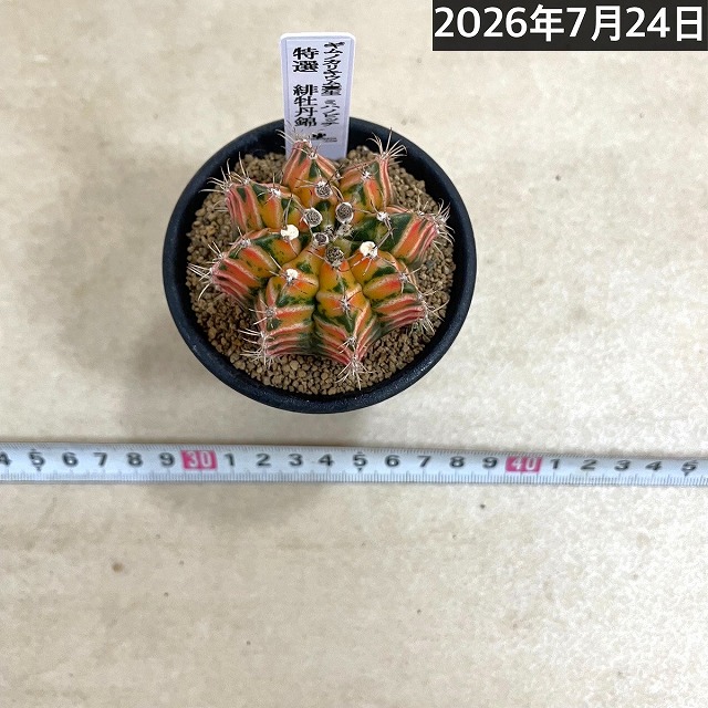 サボテン 緋牡丹錦 実生 特選(ギムノカリキウム ミハノビッチ) 2.5号