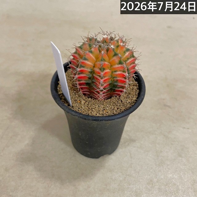 サボテン 緋牡丹錦 実生 特選(ギムノカリキウム ミハノビッチ) 2.5号