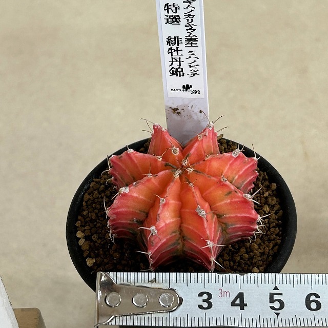サボテン 緋牡丹錦 実生 特選(ギムノカリキウム ミハノビッチ) 2.5号