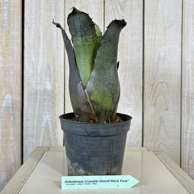 A】ホヘンベルギア レオポルド・ホルスティー ブラック 3号硬質ポット