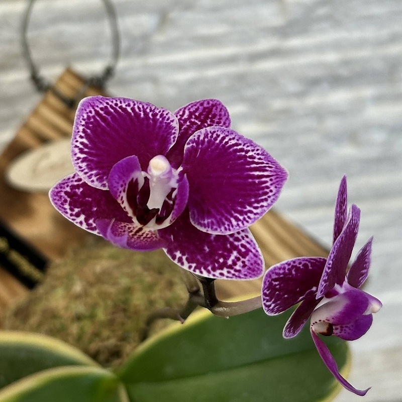 現在花無し 斑入り葉胡蝶蘭 ファレノプシス ココノハ 板付き壁掛け