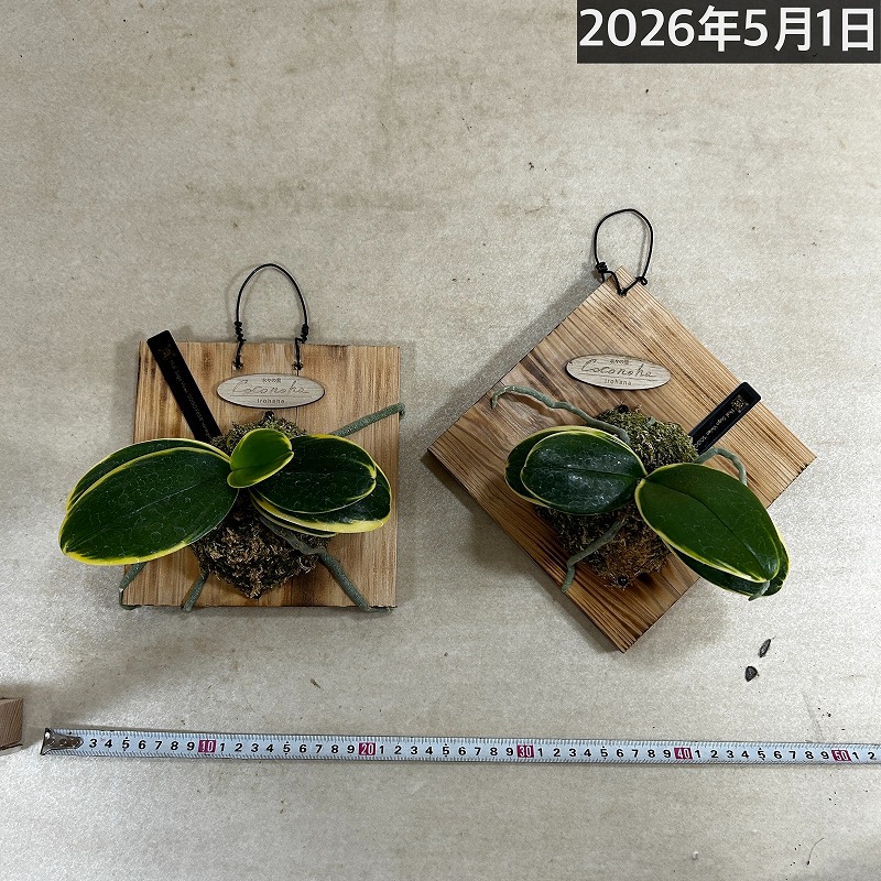現在花無し】斑入り葉胡蝶蘭 ファレノプシス ココノハ 板付き壁掛け