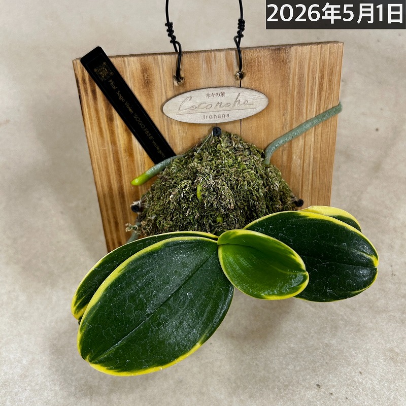 現在花無し】斑入り葉胡蝶蘭 ファレノプシス ココノハ 板付き壁掛け
