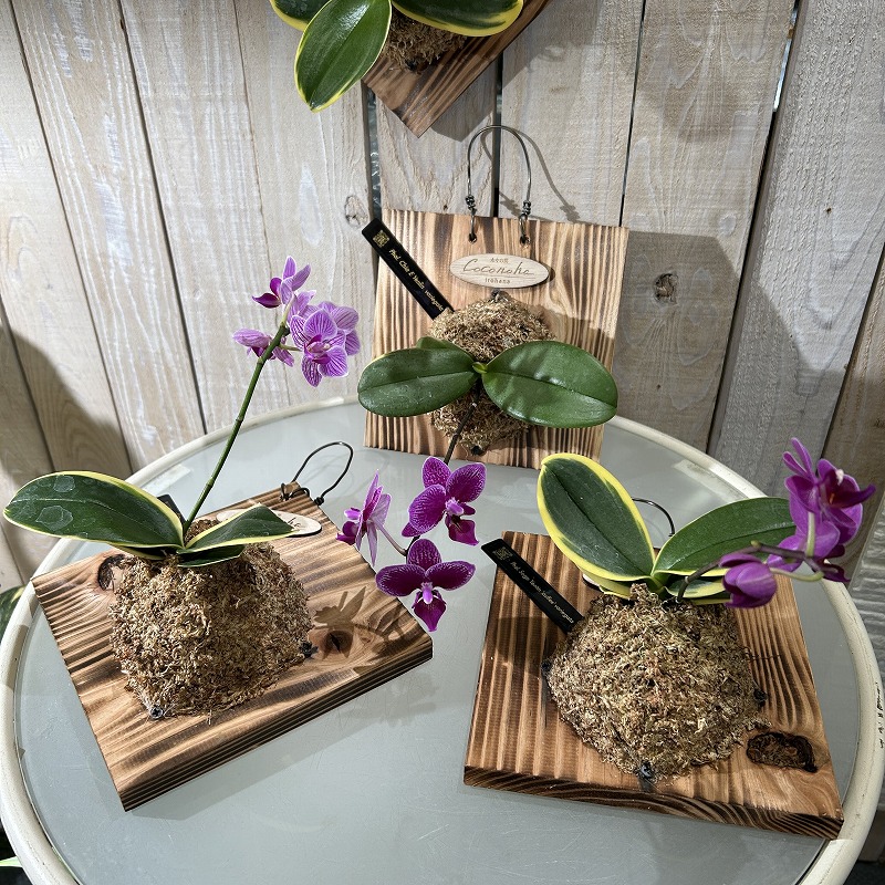 現在花無し 斑入り葉胡蝶蘭 ファレノプシス ココノハ 板付き壁掛け