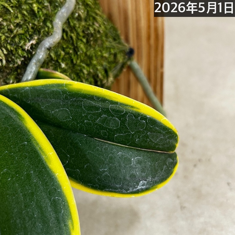 現在花無し】斑入り葉胡蝶蘭 ファレノプシス ココノハ 板付き壁掛け