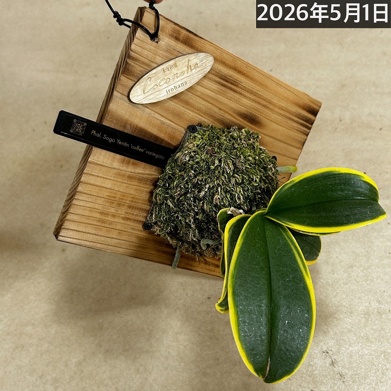 現在花無し】斑入り葉胡蝶蘭 ファレノプシス ココノハ 板付き壁掛け