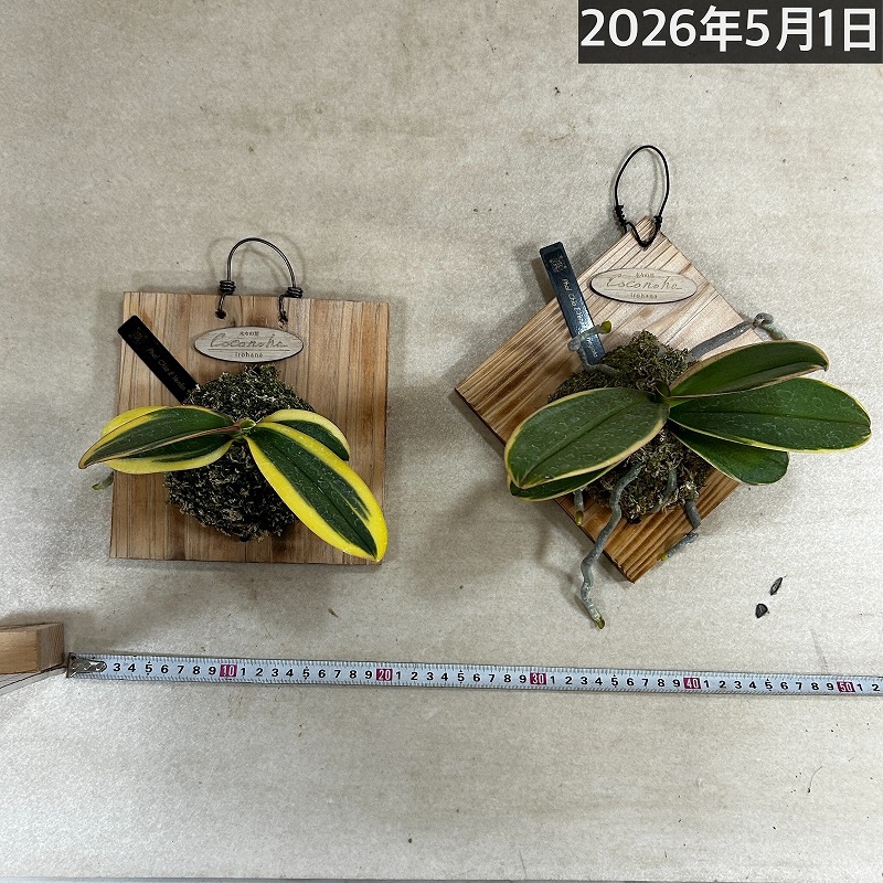 現在花無し】斑入り葉胡蝶蘭 ファレノプシス ココノハ 板付き壁掛け
