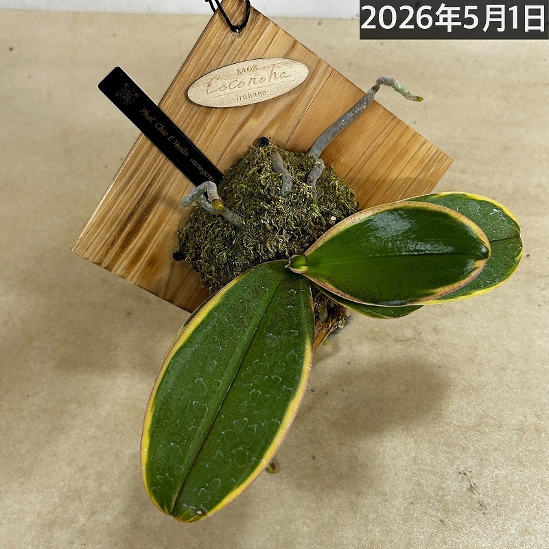 現在花無し】斑入り葉胡蝶蘭 ファレノプシス ココノハ 板付き壁掛け