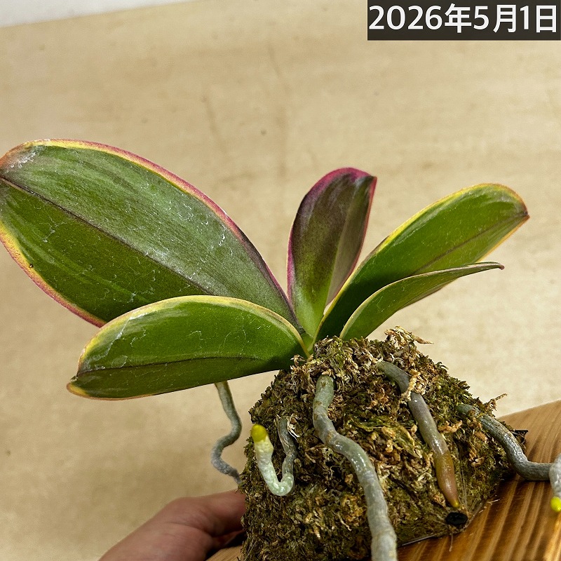 現在花無し】斑入り葉胡蝶蘭 ファレノプシス ココノハ 板付き壁掛け