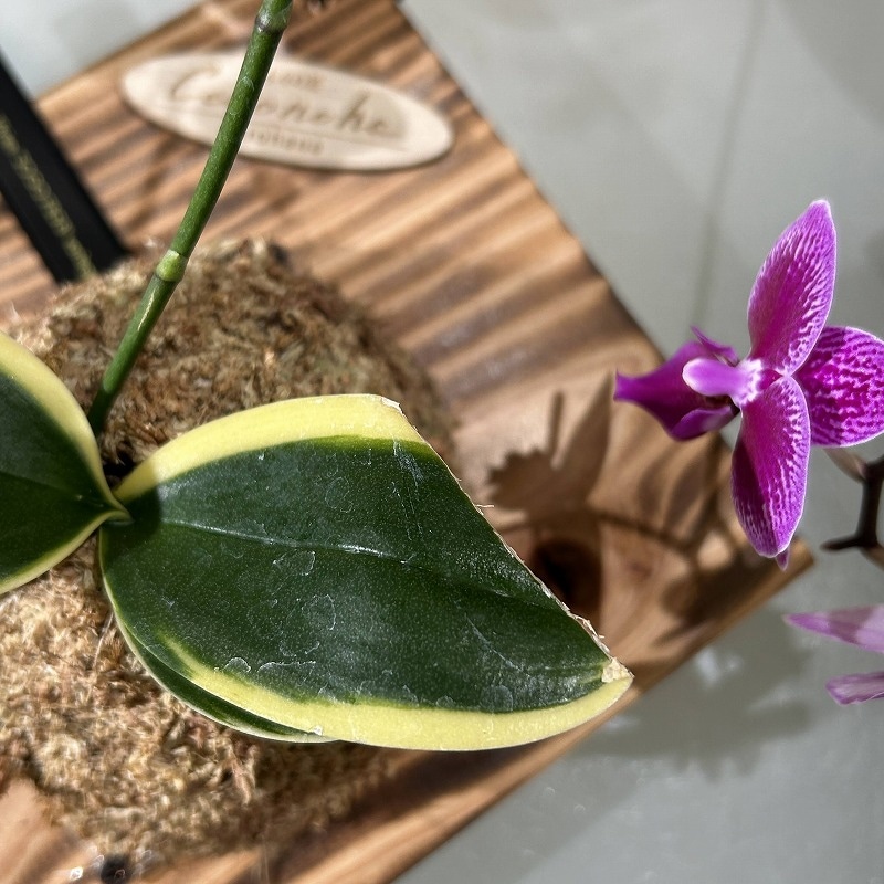 胡蝶蘭祭り　板付　原種6株　ローウィ　デリシオサ　ロビー　ギボサ　ジャヴァニカ 在庫処理 洋蘭原種6 胡蝶蘭ギボサ マリポエンシス デリシオサ