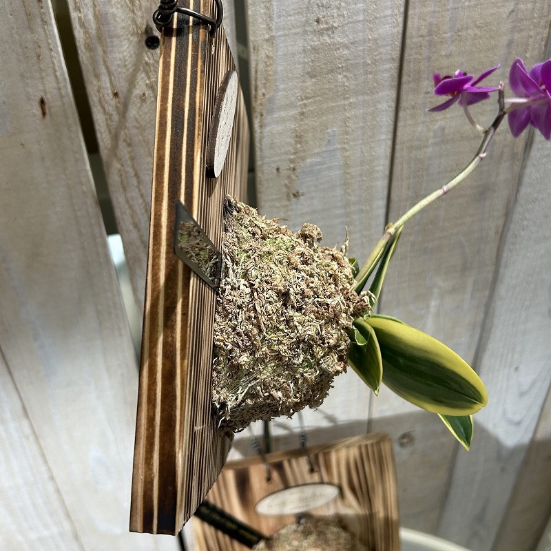 現在花無し 斑入り葉胡蝶蘭 ファレノプシス ココノハ 板付き壁掛け