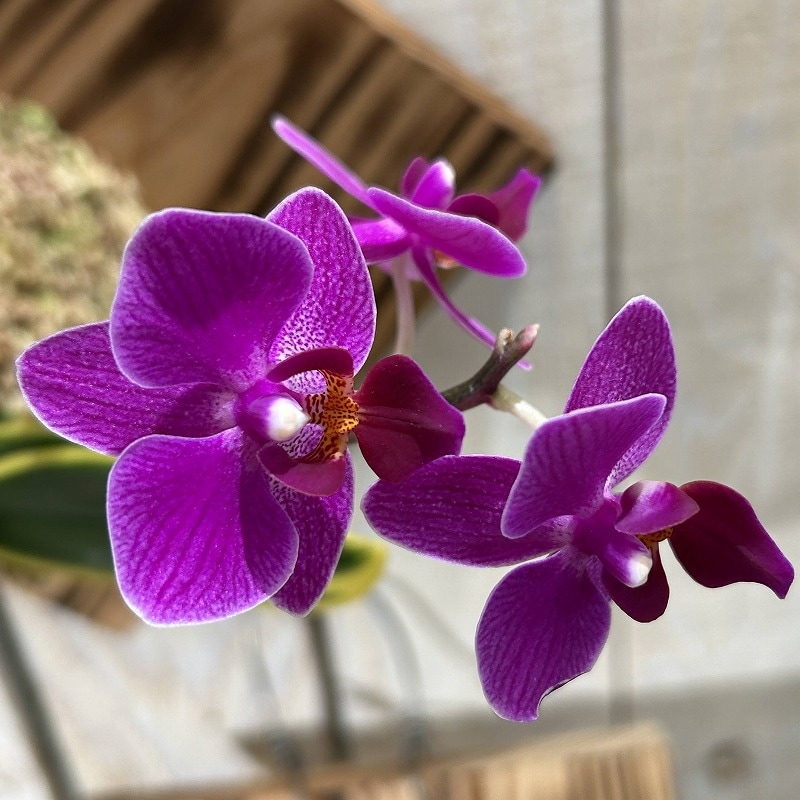 現在花無し 斑入り葉胡蝶蘭 ファレノプシス ココノハ 板付き壁掛け