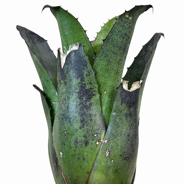 B】ホヘンベルギア レオポルド・ホルスティー ブラック 3号硬質ポット