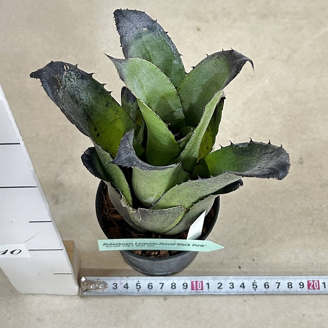 B】ホヘンベルギア レオポルド・ホルスティー ブラック 3号硬質ポット