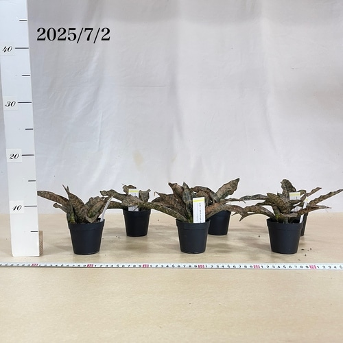 サンスベリア・キルキー 8寸鉢 大株 美しい斑模様 希少種 観葉植物　Bラベル サンスベリア・キルキー 8寸鉢 大株 美しい斑模様 希少種 観葉