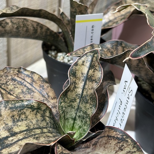 サンスベリア・キルキー 8寸鉢 大株 美しい斑模様 希少種 観葉植物　Bラベル サンセベリア：キルキープルケア 8号鉢植え の通販 | 園芸ネット