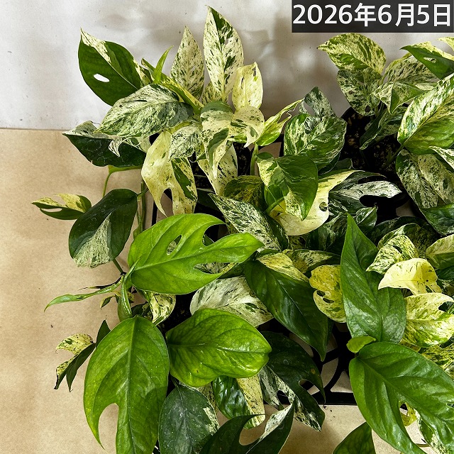大葉タイプ】エピプレナム ピナツムマーブル(斑入りハブカズラ) 4号