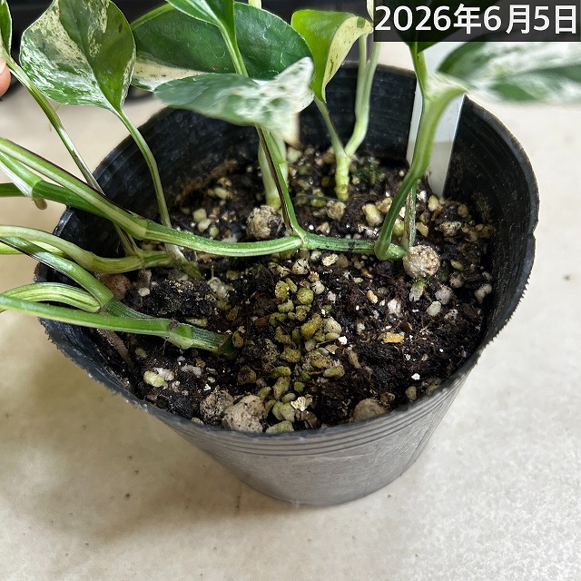 大葉タイプ】エピプレナム ピナツムマーブル(斑入りハブカズラ) 4号